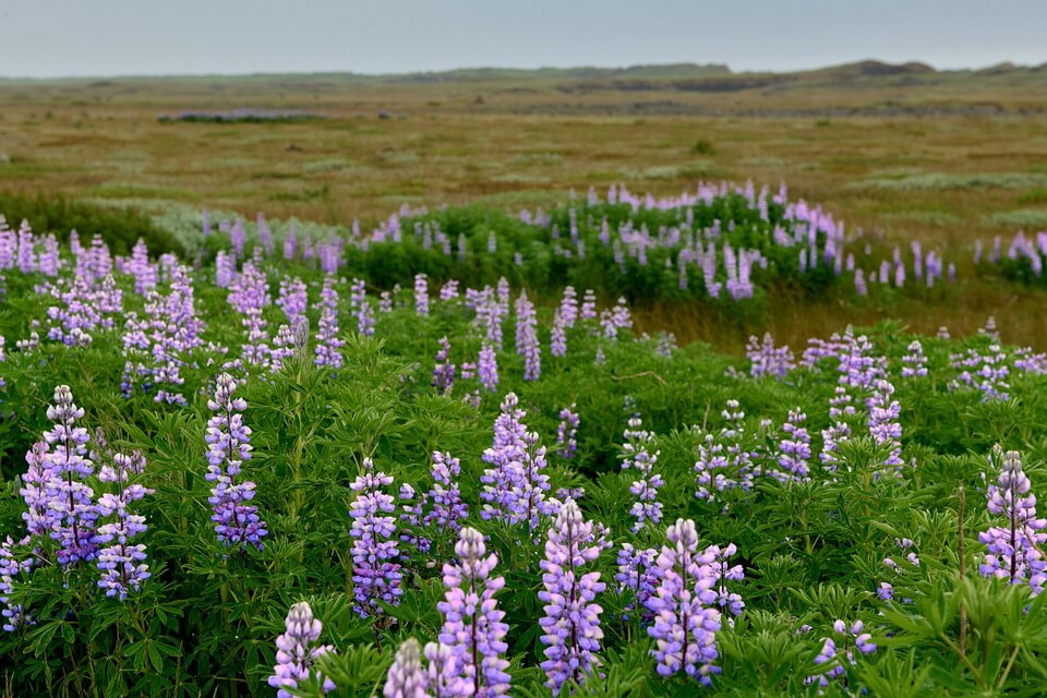 Рослини тундри з фото - Люпин арктичний (Lupinus arcticus)