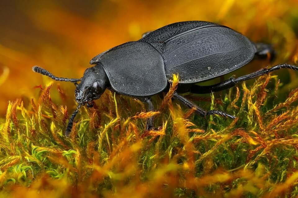 Різновиди жуків - мертвоїди (Silphidae)