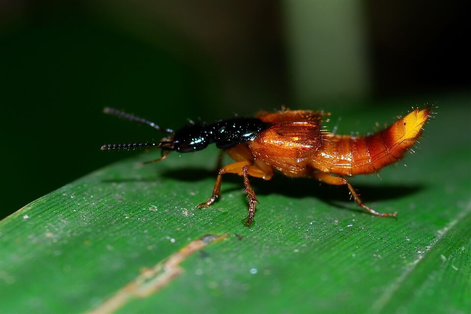 Жуки-хижаки або стафіліни (Staphylinidae)