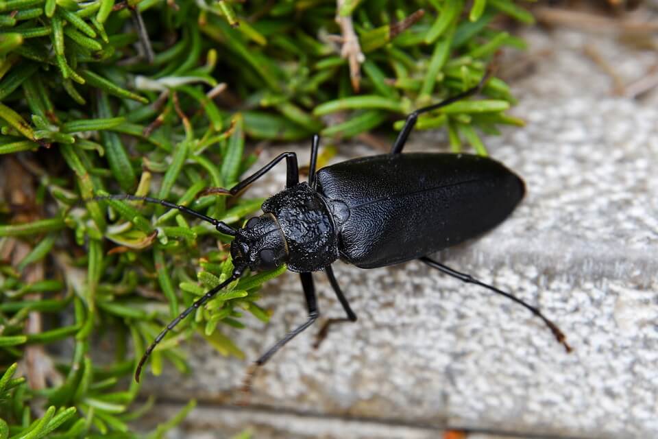 Різновиди жуків - туруни або жужелиці (Carabidae)
