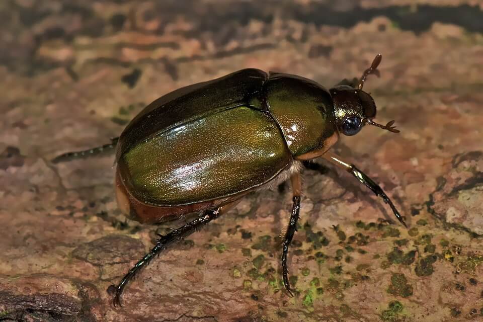 Види жуків з фото - пластинчастовусі або скарабеї (Scarabaeidae)