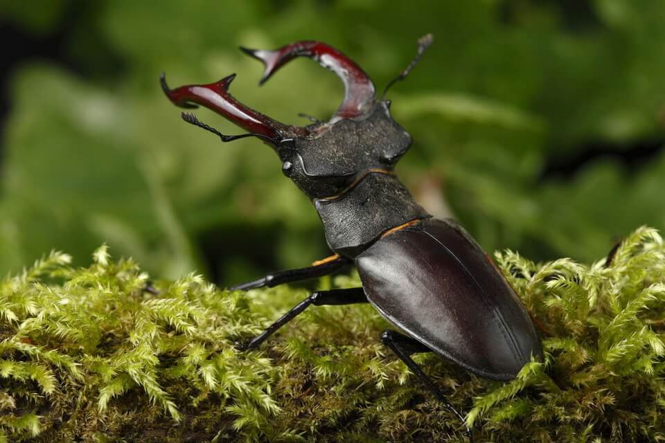 Різновиди жуків з фото - рогачі (Lucanidae)