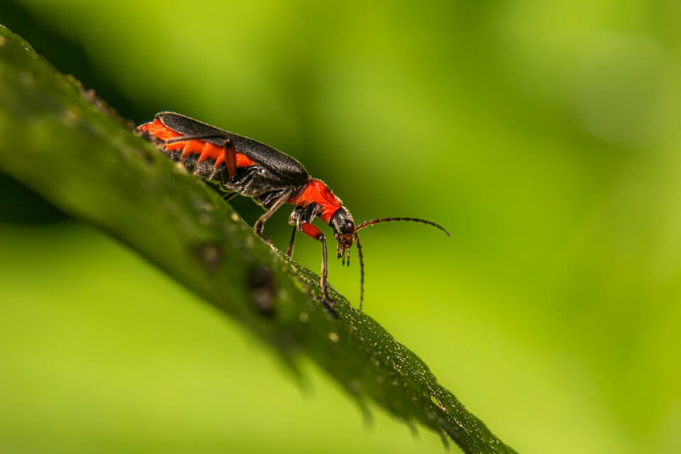 Види жуків з фото - м’якотілки (Cantharidae)