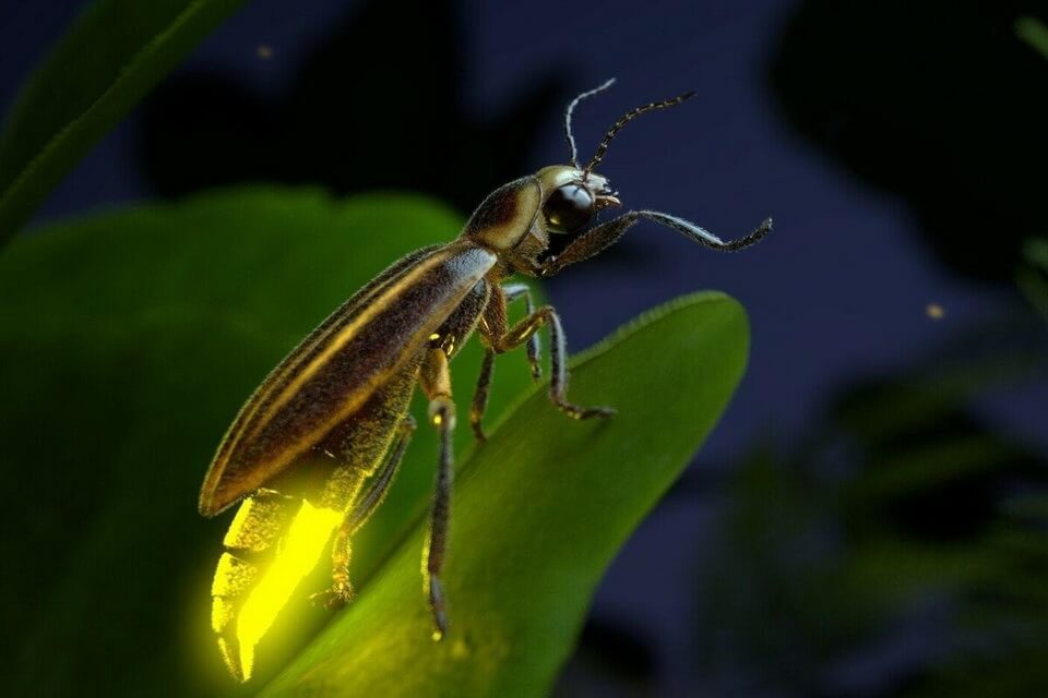 Різновиди жуків у світі - світляки (Lampyridae)