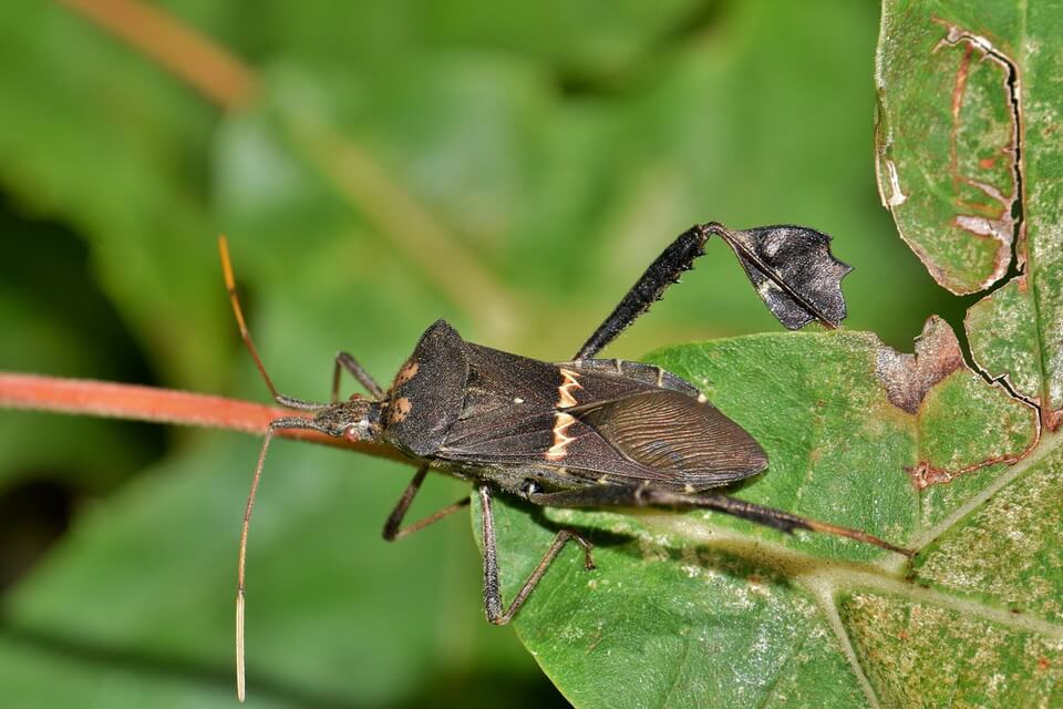 Види жуків у світі - крайовики (Coreidae)