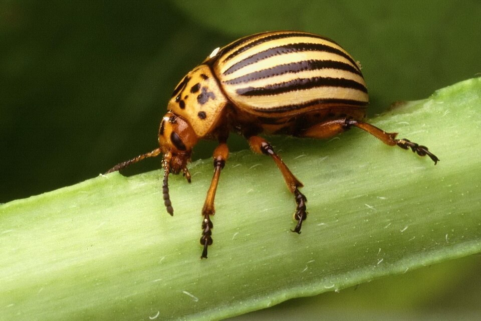 Колорадські жуки (Leptinotarsa)