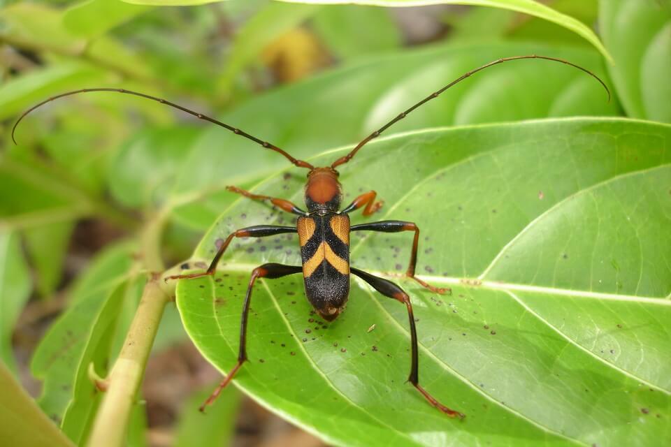 Різновиди жуків - вусачі (Cerambycidae)