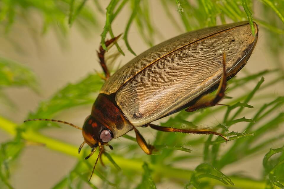 Види жуків з фото - плавунці (Dytiscidae)