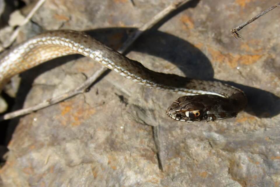Змія мідянка – класифікація та наукова назва