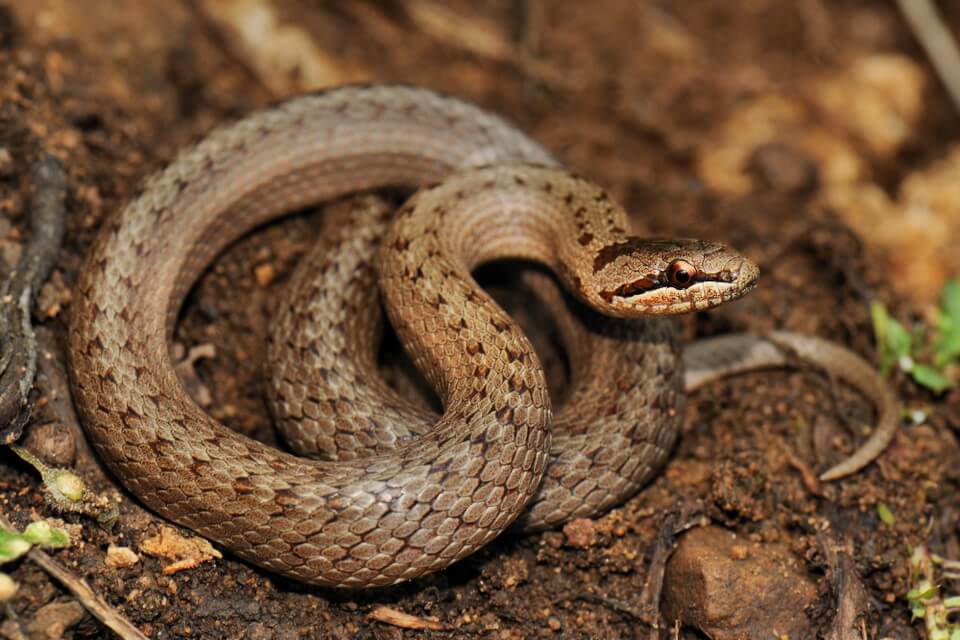 Змія мідянка – фото, опис, цікаві факти