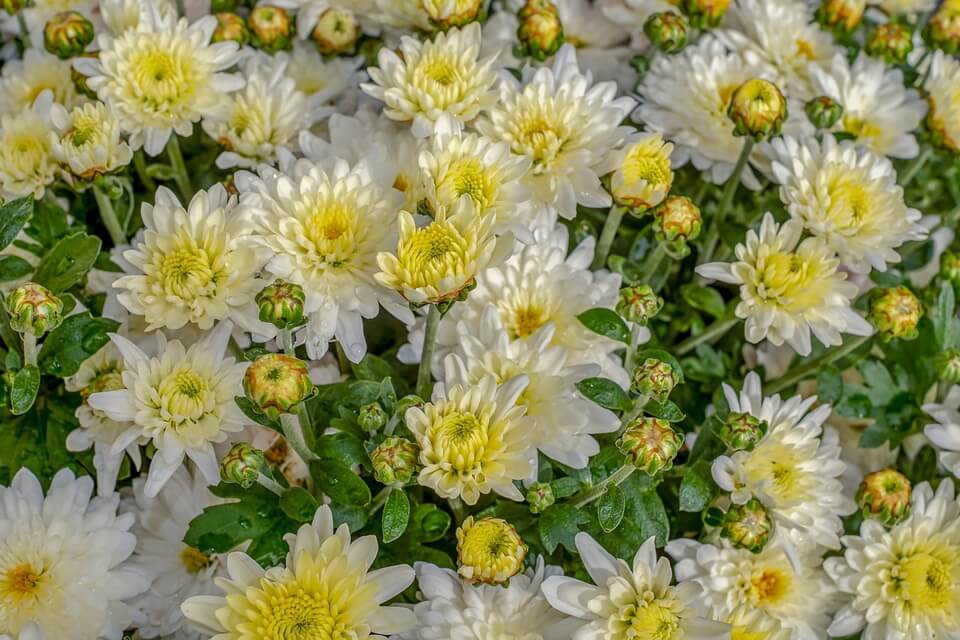 Осінні квіти з фото - хризантеми (Chrysanthemum)