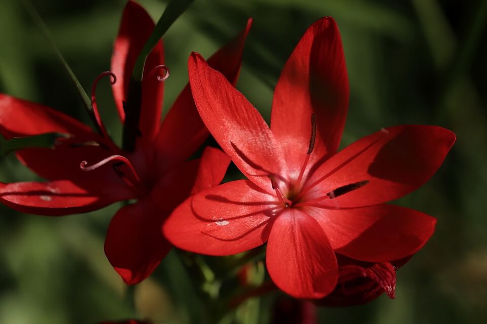 Квіти осіннього саду - хесперанта червона (Hesperantha coccinea)