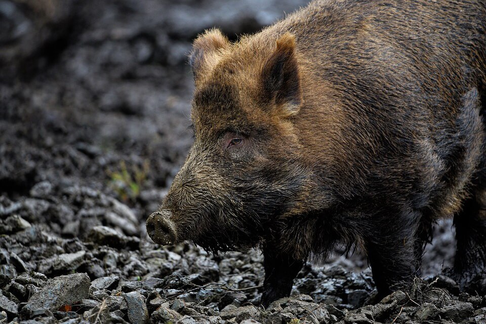 Тваринний світ Німеччини - дика свиня