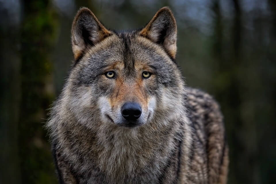 Тварини Німеччини - вовк звичайний