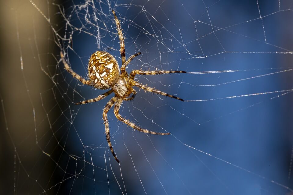 Тварини Німеччини - павук-хрестовик або хрестовик звичайний