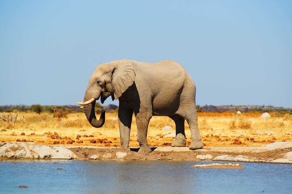 Слон – походження назви