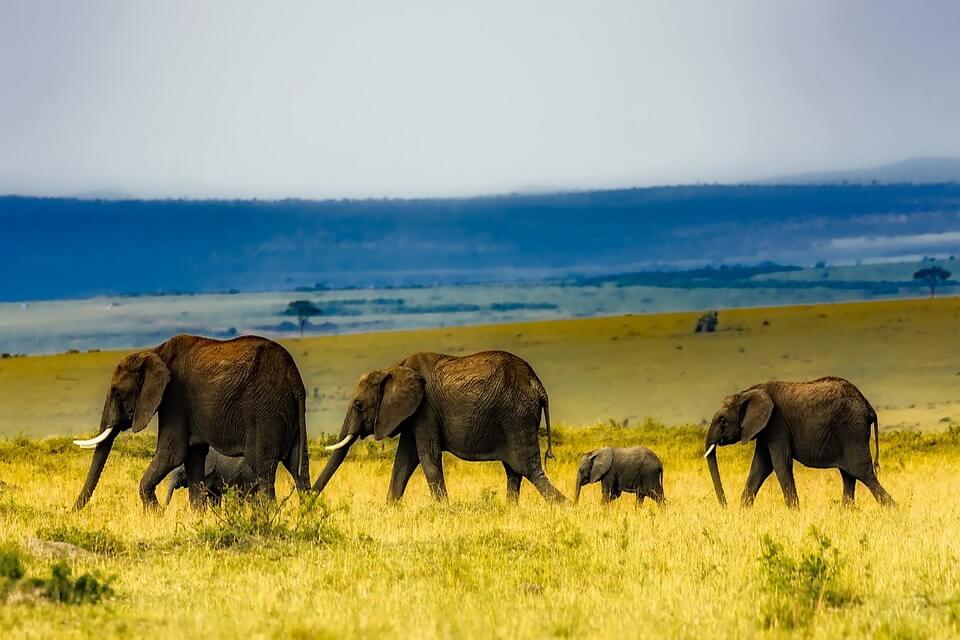 Види слонів з фото - Африканський саванний або звичайний слон (Loxodonta africana)