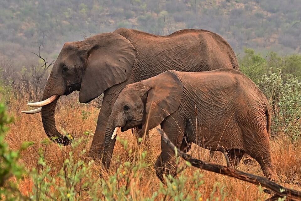 Види слонів з фото - Африканські лісові (Loxodonta cyclotis)