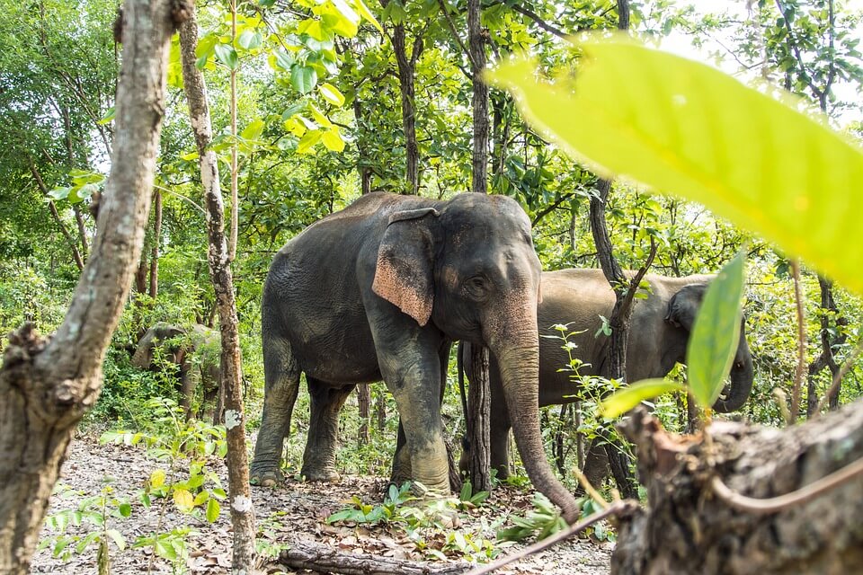 Види слонів з фото та описом - Азійський слон (Elephas maximus)