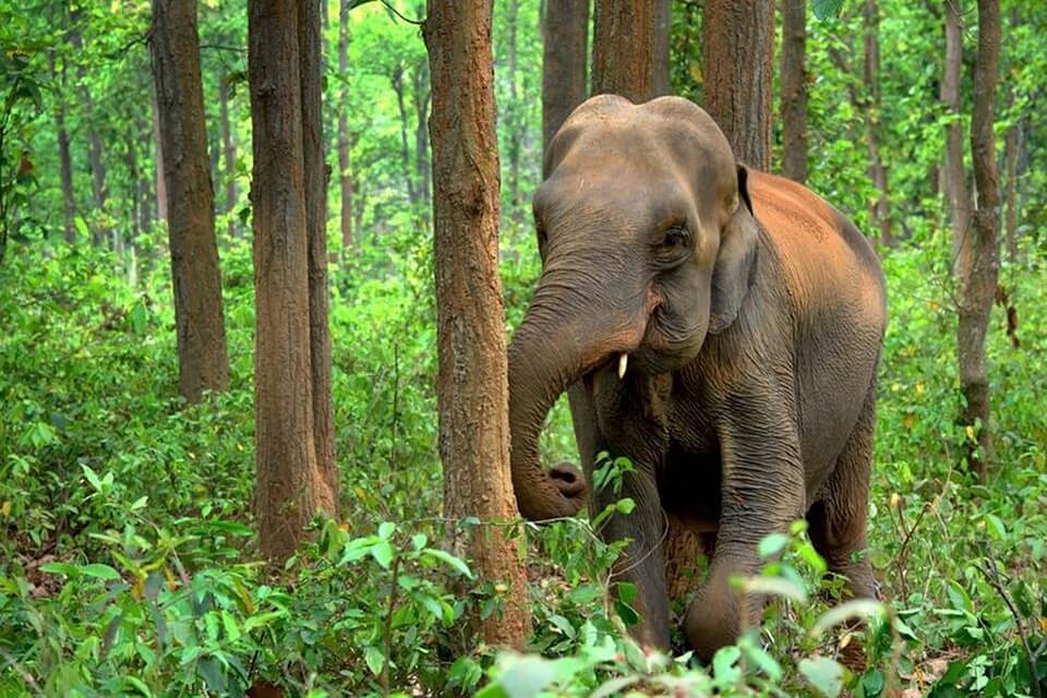 Підвиди азійських слонів - індійський (Elephas maximus indicus)