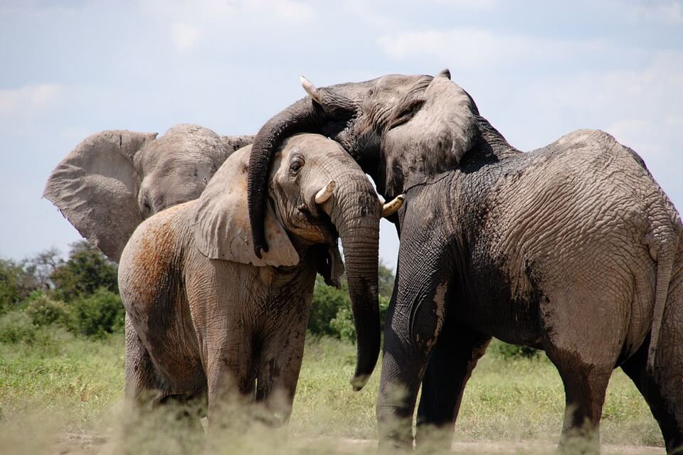 Розмноження слонів
