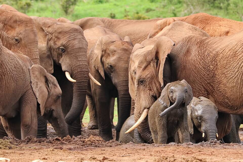 Хижаки та загрози для слонів