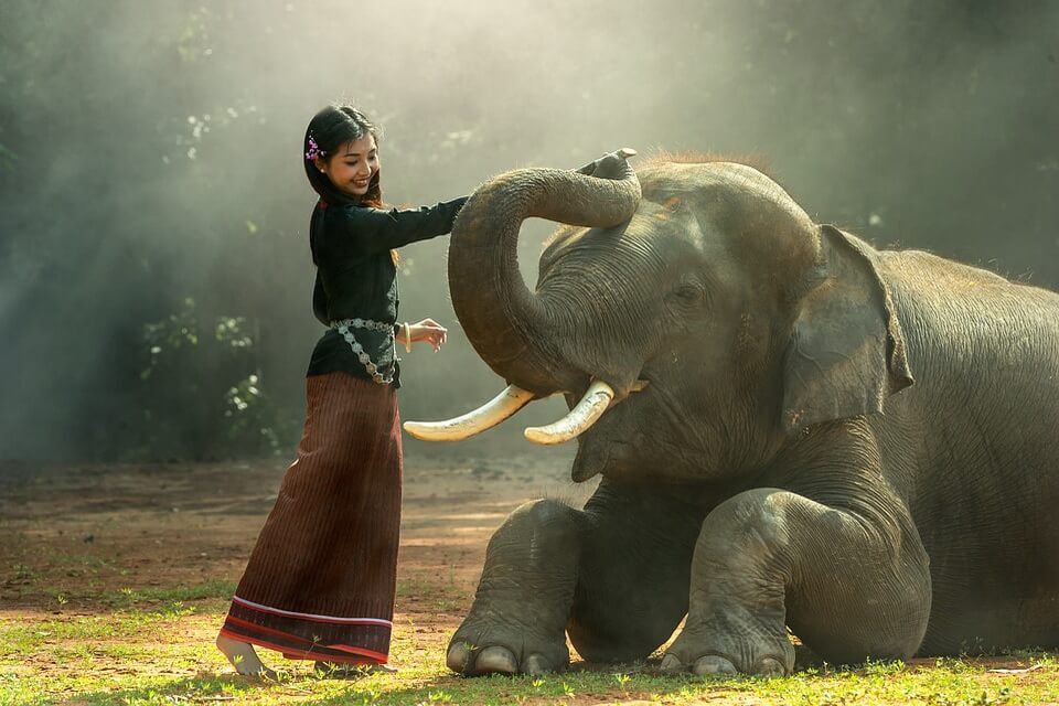 Приручення слонів людиною