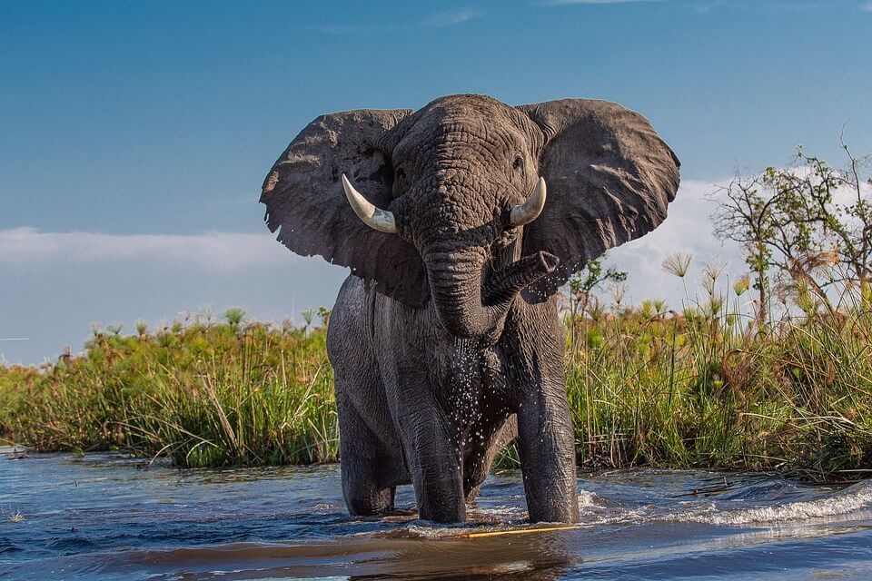 Слон – фото, опис, види, цікаві факти