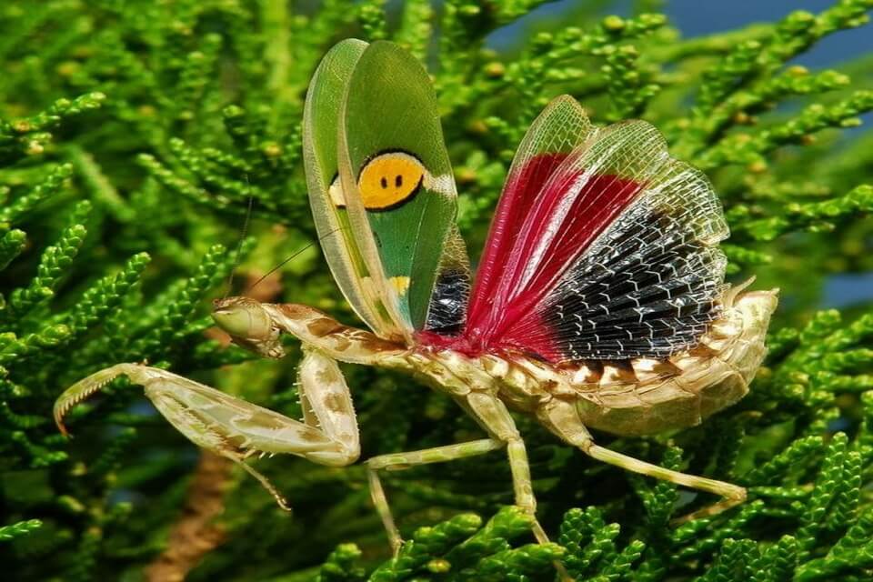 Індійський квітковий богомол (Creobroter gemmatus)