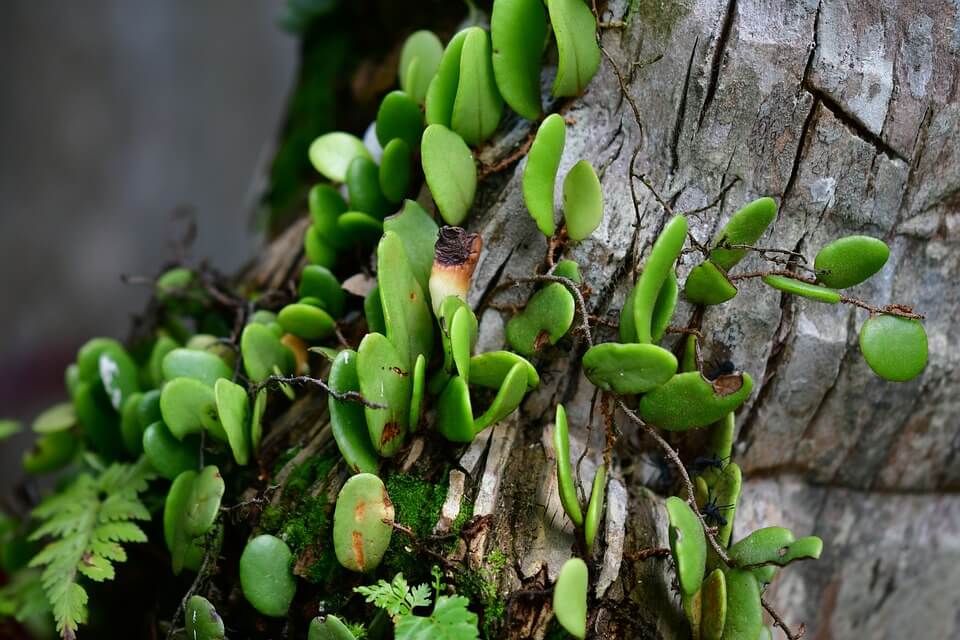 Рослини тропічних лісів - епіфіти (Epiphytes)