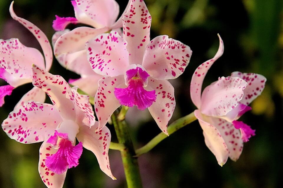 Рослини тропічних лісів з фото - орхідеї (Orchids)