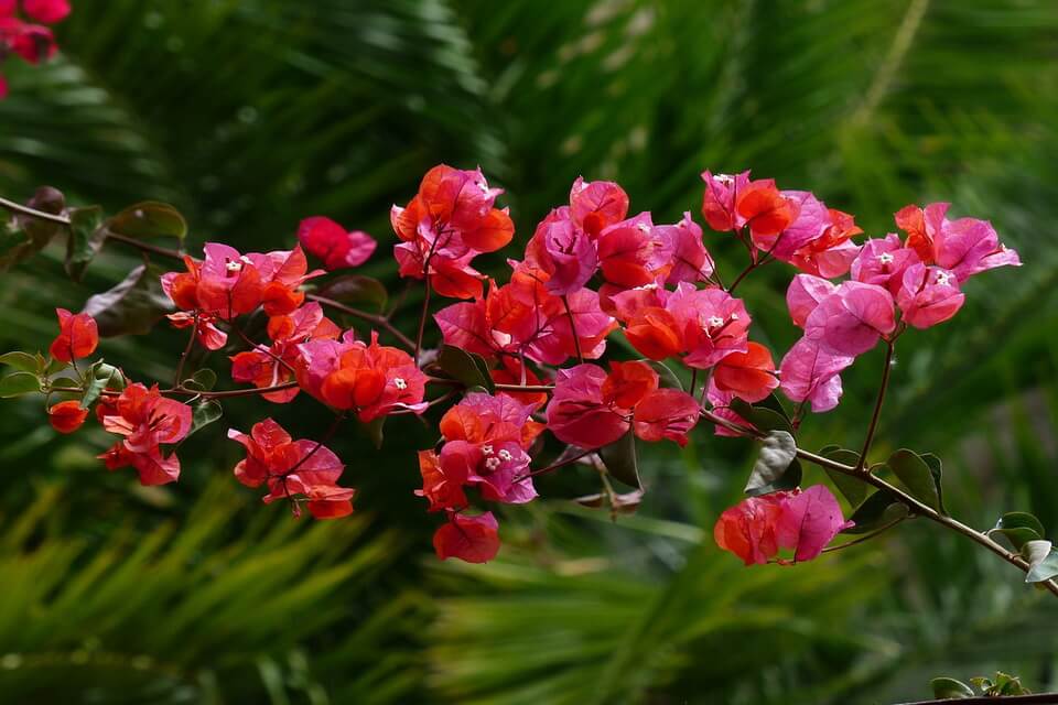 Тропічні рослини з фото - бугенвілія (Bougainvillea)