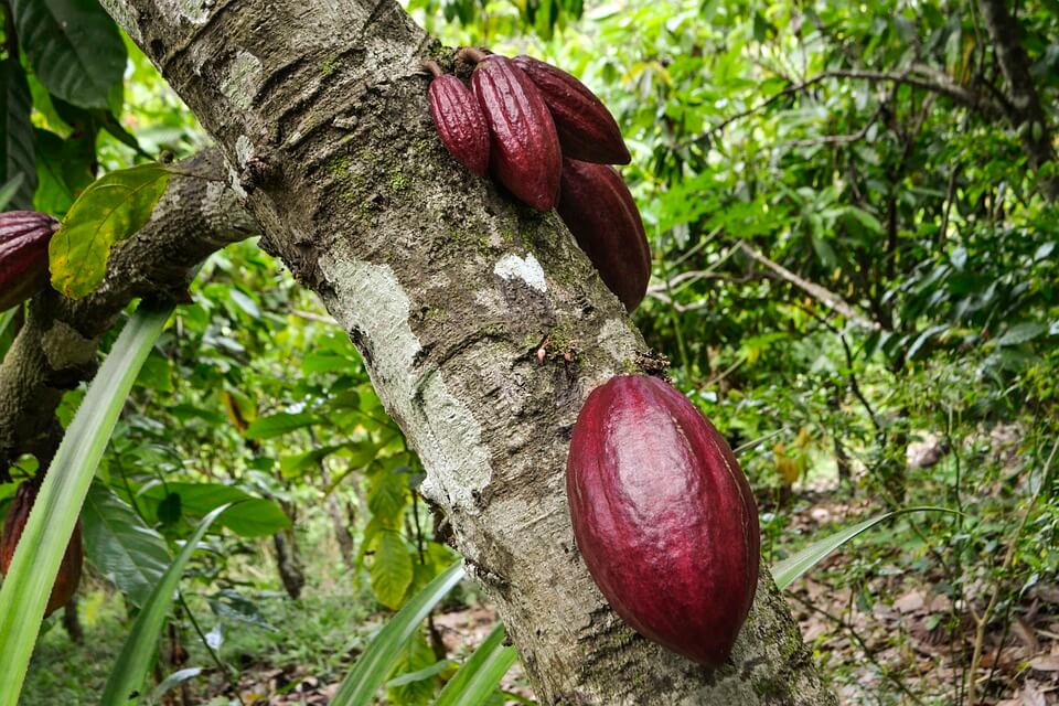 Дерева тропічних лісів з фото - какао (Theobroma cacao)