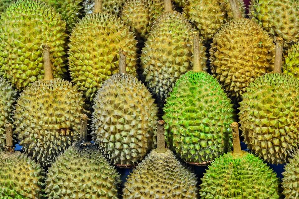 Плодові рослини тропічних лісів з фото - дуріан (Durian)