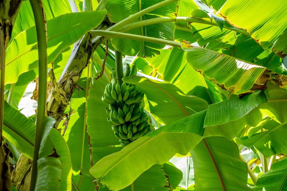 Рослини тропічних лісів з фото - банан (Musa)