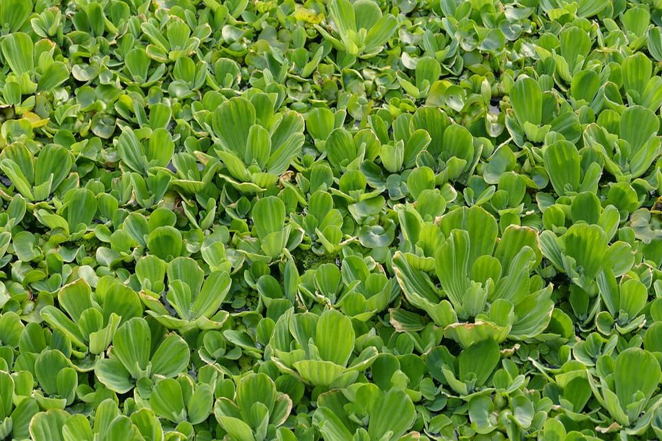 Тропічні рослини - пістія або водяний латук чи водяна капуста (Pistia stratiotes)