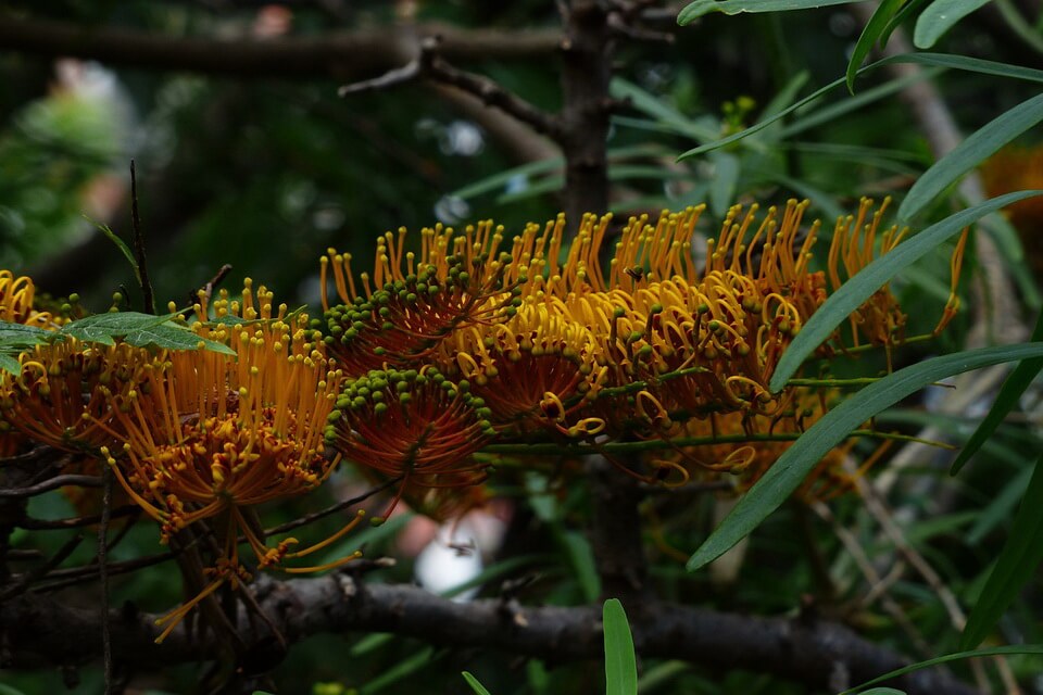 Дерева тропічних лісів - гревілея могутня (Grevillea robusta)