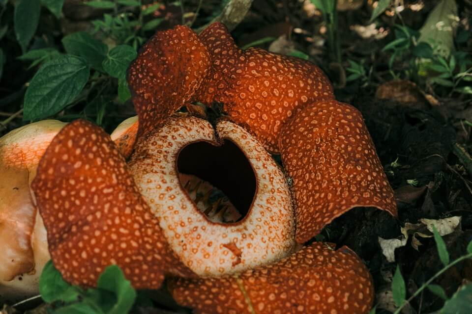Рослини тропічних лісів - рафлезія Арнольда (Rafflesia arnoldii)
