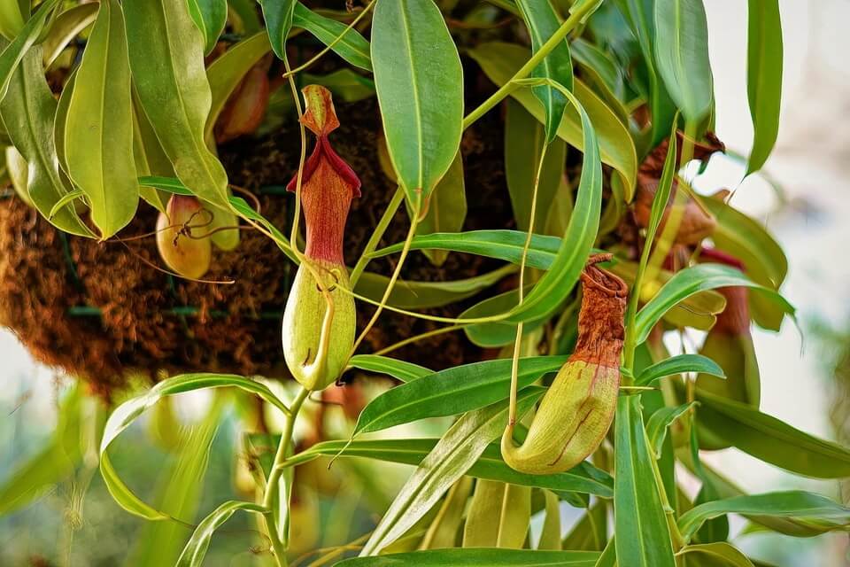 Тропічні рослини з фото - непентес (Nepenthes)