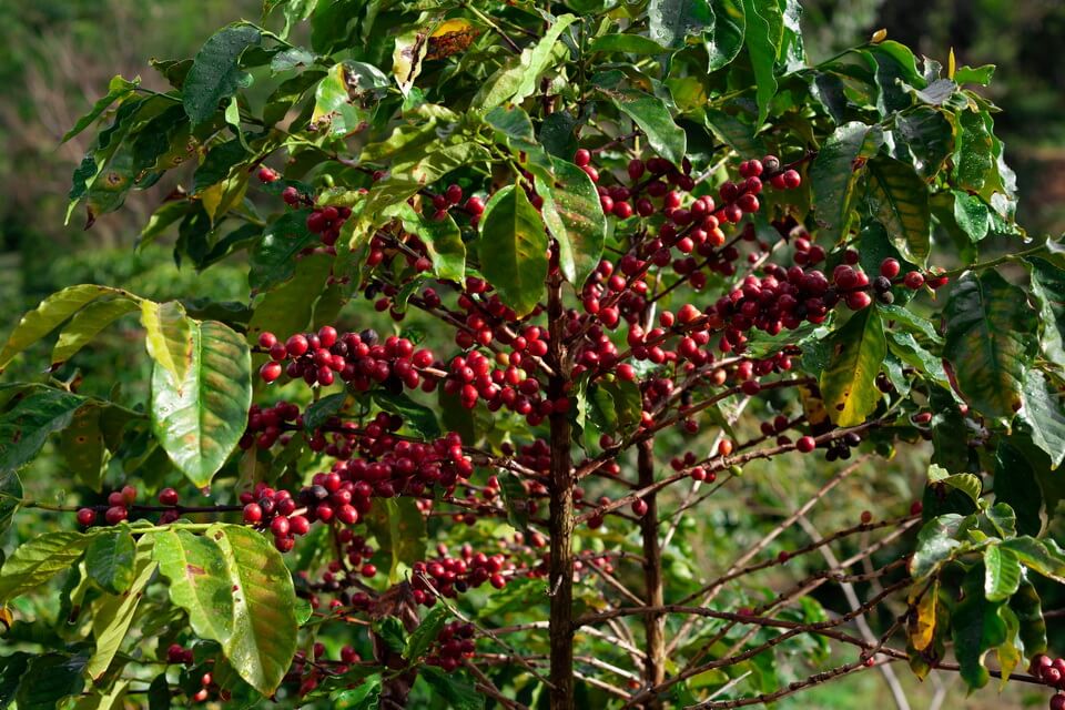 Рослини тропічних лісів з фото - кавове дерево (Coffea)