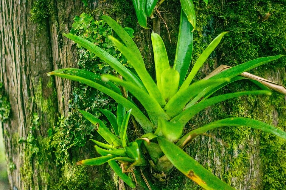 Рослини тропічних лісів – фото, назви, опис