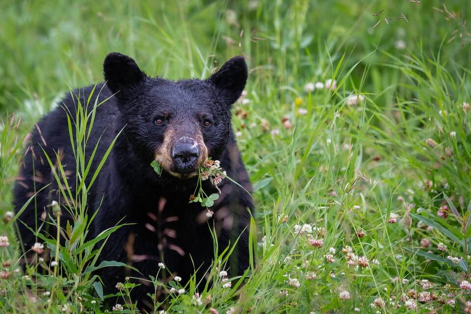 Чорний ведмідь барибал – класифікація та наукова назва