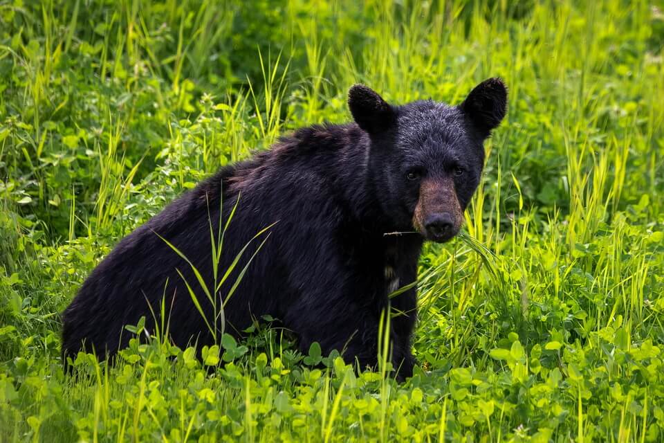 Чорний ведмідь барибал – фото, опис, цікаві факти