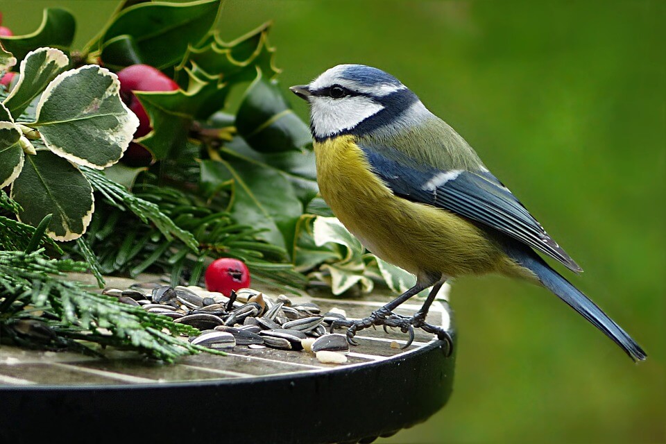 Синиця блакитна – фото та опис пташки