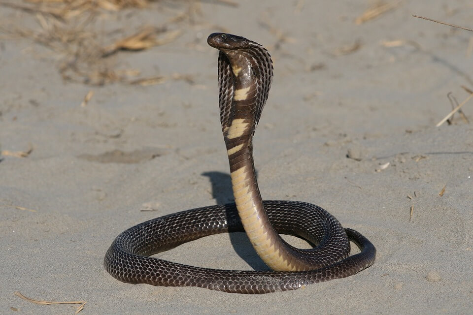 Як виглядає змія кобра