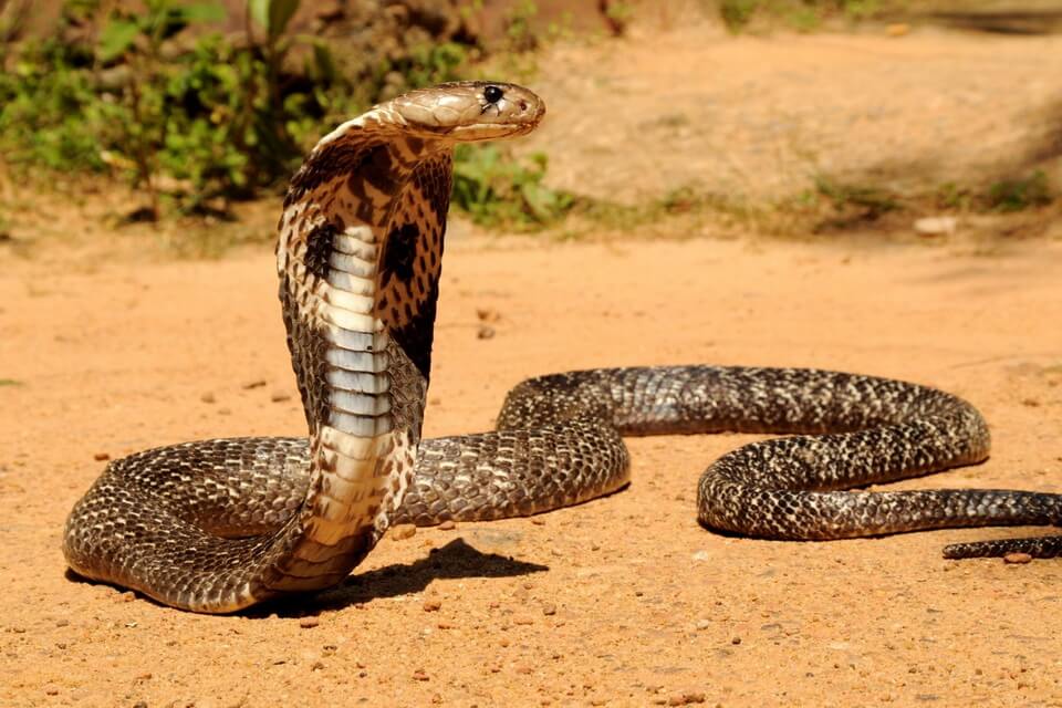 Королівська кобра