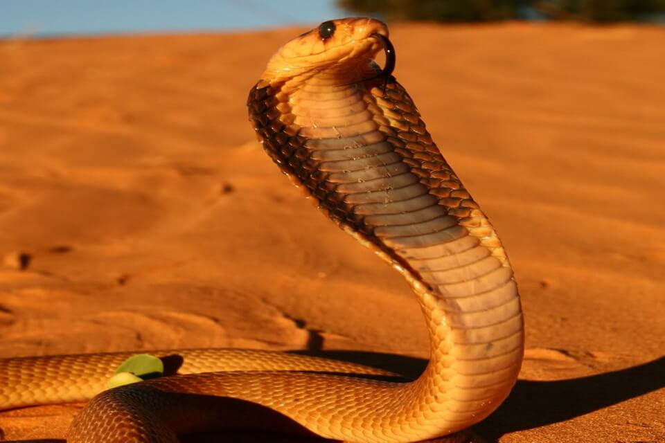 Види кобр з фото - Пустельна кобра  (Waalterinnesia)