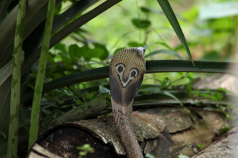Види справжніх кобр з фото - Індійська кобра (Naja naja)