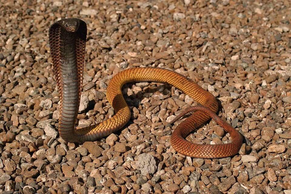 Види справжніх кобр з фото - Єгипетська кобра (Naje haje)