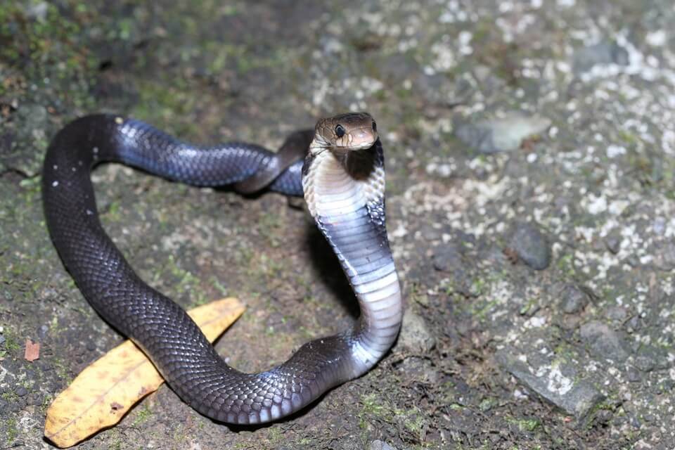 Види справжніх кобр з фото - Плююча індонезійська кобра (Naja sputatrix)